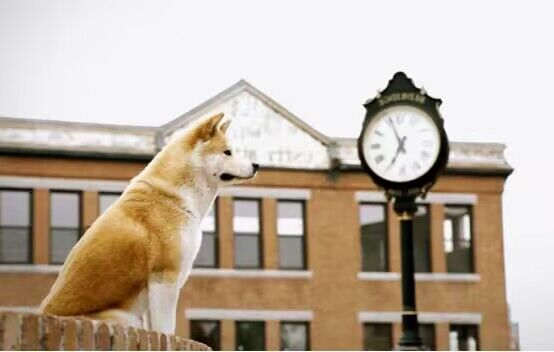 Hachiko: a história de um cachorro