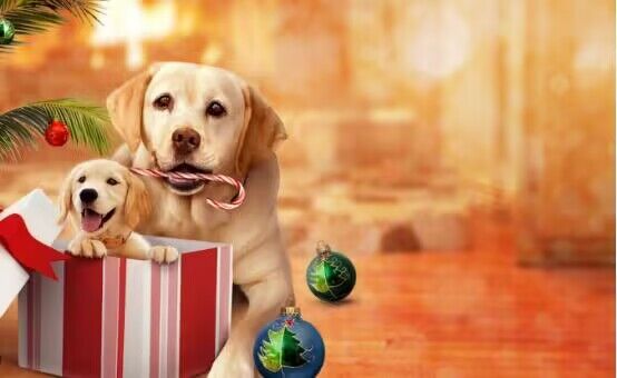 O cachorro que salvou o Nata