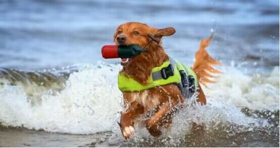 O cachorro que salvou o mundo